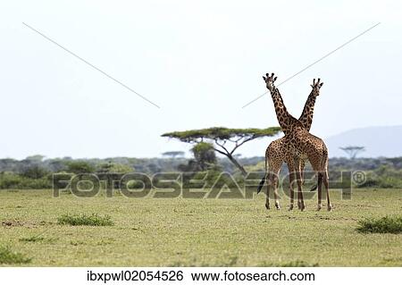 "Giraffes (Giraffa camelopardalis), Serengeti, Tanzania, Africa" View Large Photo Image Stock Photograph - "Giraffes (Giraffa camelopardalis), Serengeti, Tanzania, Africa". Fotosearch