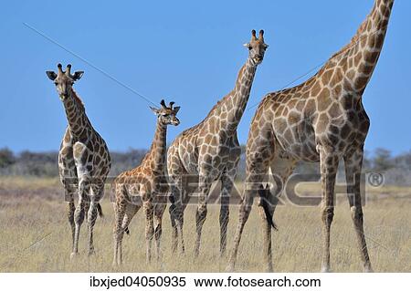 "Giraffes (Giraffa camelopardalis), adult females and young, standing in dry grass, Etosha National Park, Namibia, Africa" View Large Photo Image Stock Photography - "Giraffes (Giraffa camelopardalis), adult females and young, standing in dry grass, Etosha National Park, Namibia, Africa". Fotosearch