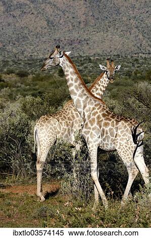 "Giraffes (Giraffa camelopardalis), Khomas Region, Namibia, Africa" View Large Photo Image Stock Photography - "Giraffes (Giraffa camelopardalis), Khomas Region, Namibia, Africa". Fotosearch