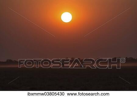 "Giraffes (Giraffa camelopardis) at sunset, Etosha National Park, Namibia, Africa" View Large Photo Image Stock Image - "Giraffes (Giraffa camelopardis) at sunset, Etosha National Park, Namibia, Africa". Fotosearch