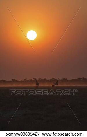 "Giraffes (Giraffa camelopardis) at sunset, Etosha National Park, Namibia, Africa" View Large Photo Image Stock Photo - "Giraffes (Giraffa camelopardis) at sunset, Etosha National Park, Namibia, Africa". Fotosearch