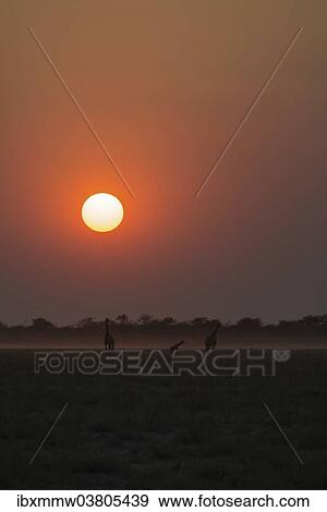 "Giraffes (Giraffa camelopardis) at sunset, Etosha National Park, Namibia, Africa" View Large Photo Image Stock Photo - "Giraffes (Giraffa camelopardis) at sunset, Etosha National Park, Namibia, Africa". Fotosearch