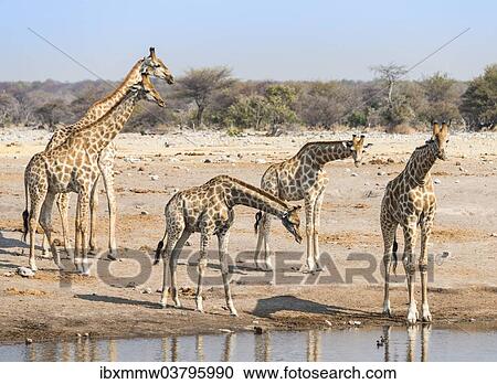 "Giraffes (Giraffa camelopardis) at the Chudob waterhole, Etosha National Park, Namibia, Africa" View Large Photo Image Stock Image - "Giraffes (Giraffa camelopardis) at the Chudob waterhole, Etosha National Park, Namibia, Africa". Fotosearch