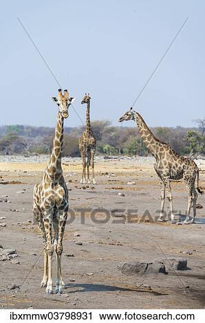 "Giraffes (Giraffa camelopardis) at the Chudob waterhole, Etosha National Park, Namibia, Africa" View Large Photo Image Stock Image - "Giraffes (Giraffa camelopardis) at the Chudob waterhole, Etosha National Park, Namibia, Africa". Fotosearch