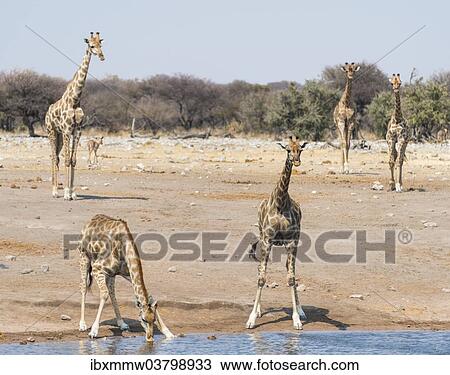 "Giraffes (Giraffa camelopardis) at the Chudob waterhole, Etosha National Park, Namibia, Africa" View Large Photo Image Stock Image - "Giraffes (Giraffa camelopardis) at the Chudob waterhole, Etosha National Park, Namibia, Africa". Fotosearch