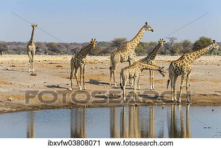 "Giraffes (Giraffa camelopardis) at the Chudob waterhole, Etosha National Park, Namibia, Africa" View Large Photo Image Stock Image - "Giraffes (Giraffa camelopardis) at the Chudob waterhole, Etosha National Park, Namibia, Africa". Fotosearch