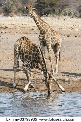"Giraffes (Giraffa camelopardis) at the Chudob waterhole, Etosha National Park, Namibia, Africa" View Large Photo Image Stock Photography - "Giraffes (Giraffa camelopardis) at the Chudob waterhole, Etosha National Park, Namibia, Africa". Fotosearch