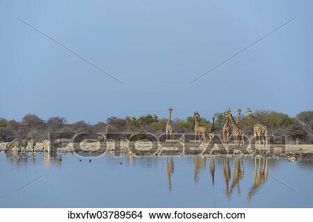 "Giraffes (Giraffa camelopardis) Klein Namutoni waterhole, Etosha National Park, Namibia, Africa" View Large Photo Image Picture - "Giraffes (Giraffa camelopardis) Klein Namutoni waterhole, Etosha National Park, Namibia, Africa". Fotosearch