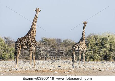 "Giraffes (Giraffa camelopardis) near the waterhole of Chudop, Etosha National Park, Namibia, Africa" View Large Photo Image Stock Photo - "Giraffes (Giraffa camelopardis) near the waterhole of Chudop, Etosha National Park, Namibia, Africa". Fotosearch