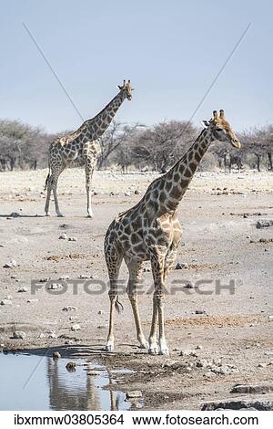 "Giraffes (Giraffa camelopardis), Chudop water hole, Etosha National Park, Namibia, Africa" View Large Photo Image Picture - "Giraffes (Giraffa camelopardis), Chudop water hole, Etosha National Park, Namibia, Africa". Fotosearch