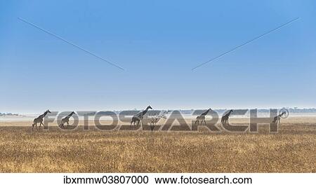 "Giraffes (Giraffa camelopardis) walking through the dry grass, Etosha National Park, Namibia, Africa" View Large Photo Image Stock Image - "Giraffes (Giraffa camelopardis) walking through the dry grass, Etosha National Park, Namibia, Africa". Fotosearch