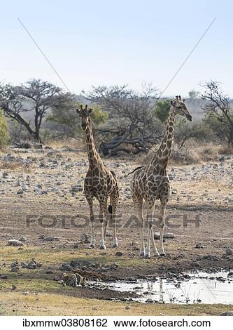 "Giraffes (Giraffa camelopardis), drinking leopard (Panthera pardus), Koinachas water hole, Etosha National Park, Namibia, Africa" View Large Photo Image Stock Image - "Giraffes (Giraffa camelopardis), drinking leopard (Panthera pardus), Koinachas water hole, Etosha National Park, Namibia, Africa". Fotosearch