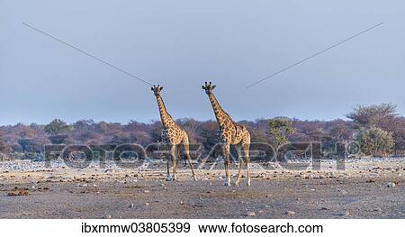 "Giraffes (Giraffa camelopardis), Chudop water hole, Etosha National Park, Namibia, Africa" View Large Photo Image Stock Photo - "Giraffes (Giraffa camelopardis), Chudop water hole, Etosha National Park, Namibia, Africa". Fotosearch
