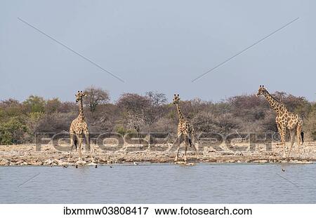"Giraffes (Giraffa camelopardis) drinking, Klein Namutoni water hole, Etosha National Park, Namibia, Africa" View Large Photo Image Stock Photo - "Giraffes (Giraffa camelopardis) drinking, Klein Namutoni water hole, Etosha National Park, Namibia, Africa". Fotosearch