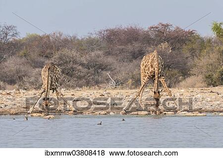 "Giraffes (Giraffa camelopardis) drinking, Klein Namutoni water hole, Etosha National Park, Namibia, Africa" View Large Photo Image Stock Photo - "Giraffes (Giraffa camelopardis) drinking, Klein Namutoni water hole, Etosha National Park, Namibia, Africa". Fotosearch
