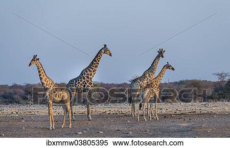 Stock Photography - "Giraffes (Giraffa camelopardis), Chudop water hole, Etosha National Park, Namibia, Africa". Fotosearch