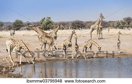 Stock Photo - "Giraffse (Giraffa camelopardalis) and Impalas (Aepyceros melampus petersi) at the Chudob waterhole, Etosha National Park, Namibia, Africa". Fotosearch