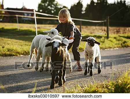 Stock Photo - "Girl, 7 years old, with a group of lambs, Satteldorf, Crailsheim, Baden-Wurttemberg, Germany, Europe". Fotosearch
