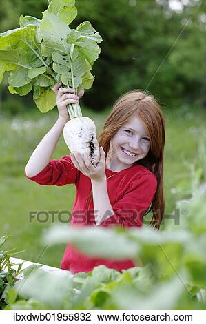 Girl holding a freshly harvested radish (Raphanus) View Large Photo Image Stock Image - Girl holding a freshly harvested radish (Raphanus). Fotosearch