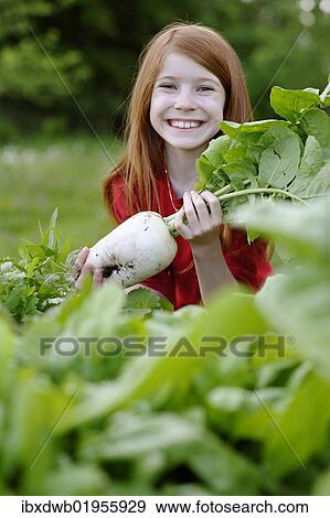 Girl holding a freshly harvested radish (Raphanus) View Large Photo Image Stock Photo - Girl holding a freshly harvested radish (Raphanus). Fotosearch