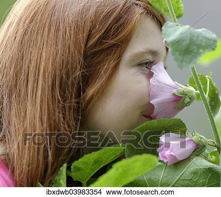 Girl smelling a Hollyhock (Alcea rosea) View Large Photo Image Picture - Girl smelling a Hollyhock (Alcea rosea). Fotosearch