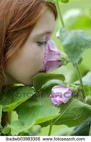 Girl smelling a Hollyhock (Alcea rosea) View Large Photo Image Stock Photograph - Girl smelling a Hollyhock (Alcea rosea). Fotosearch