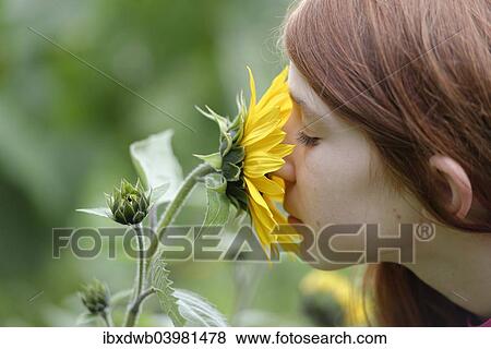 Girl smelling a Sunflower (Helianthus annuus) View Large Photo Image Stock Photo - Girl smelling a Sunflower (Helianthus annuus). Fotosearch