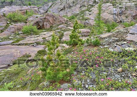 Stock Image - "Glacial fluting at Mt Gepatschferner, Kaunertal Glacier, Otztal Alps, Tyrol, Austria, Europe". Fotosearch