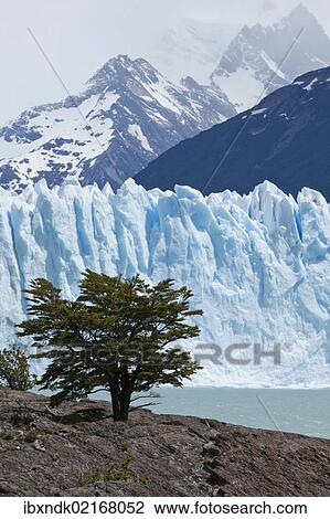 "Glacial ice from the Perito Moreno Glacier at the lake of Lago Argentino, Santa Cruz region, Patagonia, Argentina, South America, America, South America" View Large Photo Image Stock Image - "Glacial ice from the Perito Moreno Glacier at the lake of Lago Argentino, Santa Cruz region, Patagonia, Argentina, South America, America, South America". Fotosearch