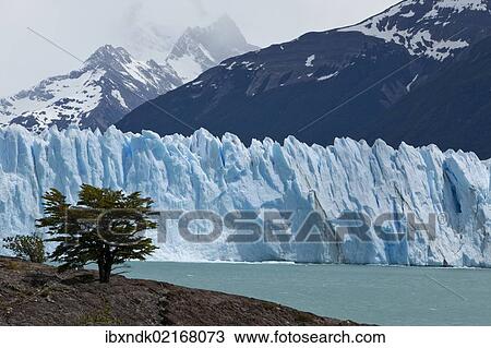 "Glacial ice from the Perito Moreno Glacier at the lake of Lago Argentino, Santa Cruz region, Patagonia, Argentina, South America, America, South America" View Large Photo Image Stock Image - "Glacial ice from the Perito Moreno Glacier at the lake of Lago Argentino, Santa Cruz region, Patagonia, Argentina, South America, America, South America". Fotosearch