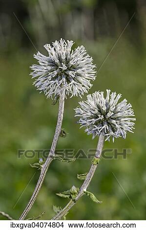 Picture - "Glandular Globe-thistle (Echinops sphaerocephalus), Alsace, France, Europe". Fotosearch