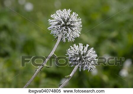 "Glandular Globe-thistle (Echinops sphaerocephalus), Alsace, France, Europe" View Large Photo Image Stock Photography - "Glandular Globe-thistle (Echinops sphaerocephalus), Alsace, France, Europe". Fotosearch