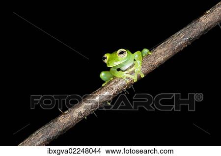 Picture - "Glas frog (Cochranella midas), sitting on a branch, Tiputini rain forest, Yasuni National Park, Ecuador, South America". Fotosearch