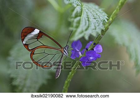 "Glasswinged butterfly (Greta oto) on a blue flower, Mainau island, Baden-Wuerttemberg, Germany, Europe" View Large Photo Image Stock Image - "Glasswinged butterfly (Greta oto) on a blue flower, Mainau island, Baden-Wuerttemberg, Germany, Europe". Fotosearch
