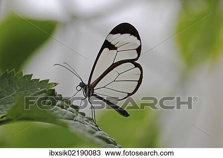 "Glasswinged butterfly (Greta oto) on a green leaf, Mainau island, Baden-Wuerttemberg, Germany, Europe" View Large Photo Image Stock Image - "Glasswinged butterfly (Greta oto) on a green leaf, Mainau island, Baden-Wuerttemberg, Germany, Europe". Fotosearch