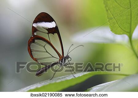 "Glasswinged butterfly (Greta oto) on a green leaf, Mainau island, Baden-Wuerttemberg, Germany, Europe" View Large Photo Image Stock Photography - "Glasswinged butterfly (Greta oto) on a green leaf, Mainau island, Baden-Wuerttemberg, Germany, Europe". Fotosearch
