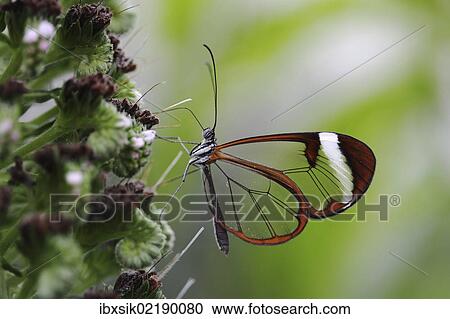 "Glasswinged butterfly (Greta oto), food intake, Mainau island, Baden-Wuerttemberg, Germany, Europe" View Large Photo Image Stock Image - "Glasswinged butterfly (Greta oto), food intake, Mainau island, Baden-Wuerttemberg, Germany, Europe". Fotosearch