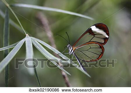 Stock Photograph - "Glasswinged butterfly (Greta oto), Mainau island, Baden-Wuerttemberg, Germany, Europe". Fotosearch