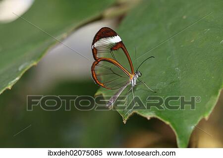 Stock Photography - "Glasswinged butterfly (Greta oto), found in South America". Fotosearch