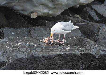 Stock Image - "Glaucous Gull (Larus hyperboreus) feeding on a Brunnich's Guillemot (Uria lomvia), Alkefjellet, Svalbard Archipelago, Arctic Norway, Europe". Fotosearch