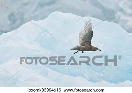 "Glaucous Gull (Larus hyperboreus), young, Svalbard Archipelago, Svalbard and Jan Mayen, Norway, Europe" View Large Photo Image Stock Photograph - "Glaucous Gull (Larus hyperboreus), young, Svalbard Archipelago, Svalbard and Jan Mayen, Norway, Europe". Fotosearch