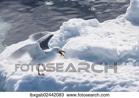 "Glaucous Gulls (Larus hyperboreus) with a fish in the beak, Olgastretet, Edge Island, Svalbard Archipelago, Arctic Norway, Europe" View Large Photo Image Stock Image - "Glaucous Gulls (Larus hyperboreus) with a fish in the beak, Olgastretet, Edge Island, Svalbard Archipelago, Arctic Norway, Europe". Fotosearch