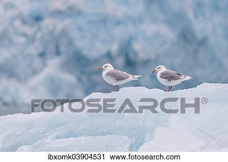 "Glaucous Gulls (Larus hyperboreus) standing on an iceberg, Spitsbergen, Svalbard Islands, Svalbard and Jan Mayen, Norway, Europe" View Large Photo Image Stock Image - "Glaucous Gulls (Larus hyperboreus) standing on an iceberg, Spitsbergen, Svalbard Islands, Svalbard and Jan Mayen, Norway, Europe". Fotosearch