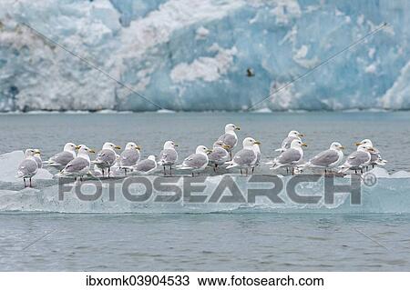"Glaucous Gulls (Larus hyperboreus) standing on an iceberg, Arctic Ocean, Spitsbergen, Svalbard Islands, Svalbard and Jan Mayen, Norway, Europe" View Large Photo Image Stock Image - "Glaucous Gulls (Larus hyperboreus) standing on an iceberg, Arctic Ocean, Spitsbergen, Svalbard Islands, Svalbard and Jan Mayen, Norway, Europe". Fotosearch