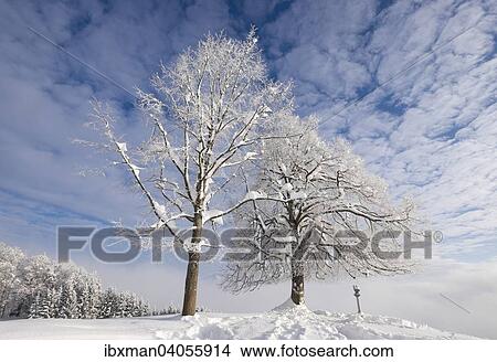 "Gletscherblick lookout, Hocheck, Mangfall mountains in Oberaudorf, Upper Bavaria, Bavaria, Germany, Europe" View Large Photo Image Picture - "Gletscherblick lookout, Hocheck, Mangfall mountains in Oberaudorf, Upper Bavaria, Bavaria, Germany, Europe". Fotosearch