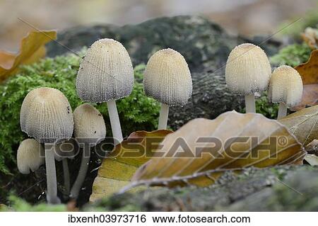 "Glistenin Ink-cap or Mica Cap (Coprinellus micaceus), Emsland, Lower Saxony, Germany, Europe" View Large Photo Image Stock Photograph - "Glistenin Ink-cap or Mica Cap (Coprinellus micaceus), Emsland, Lower Saxony, Germany, Europe". Fotosearch
