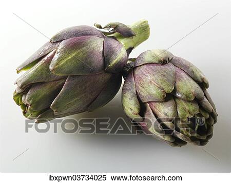 Globe Artichokes (Cynara cardunculus) View Large Photo Image Stock Photography - Globe Artichokes (Cynara cardunculus). Fotosearch