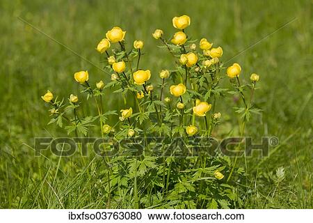 "Globe Flower (Trollius europaeus), flowering on a meadow, Thuringia, Germany, Europe" View Large Photo Image Stock Image - "Globe Flower (Trollius europaeus), flowering on a meadow, Thuringia, Germany, Europe". Fotosearch