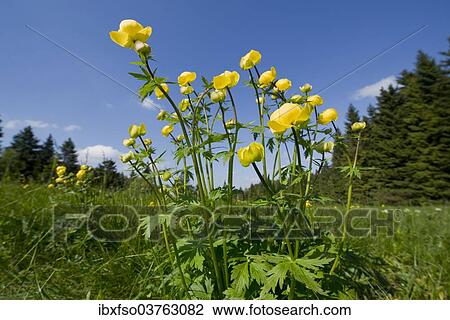 "Globe Flower (Trollius europaeus), flowering, Thuringia, Germany, Europe" View Large Photo Image Stock Image - "Globe Flower (Trollius europaeus), flowering, Thuringia, Germany, Europe". Fotosearch
