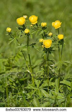 "Globe Flower (Trollius europaeus), flowering on a meadow, Thuringia, Germany, Europe" View Large Photo Image Stock Photo - "Globe Flower (Trollius europaeus), flowering on a meadow, Thuringia, Germany, Europe". Fotosearch